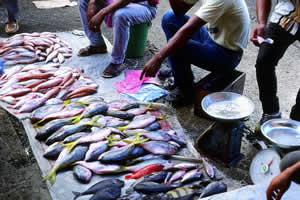 魚を売る店