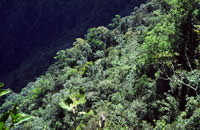 上部山地林