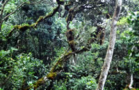 蘇苔林(内景観)