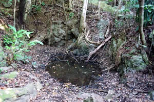 瀬底島にある3つのイボイモリの繁殖池(侵入防止柵が見える)