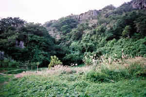 城跡内に残る樹林