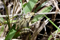 リュウキュウカジカガエル