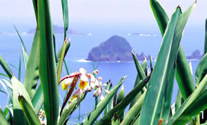 ゲットウの花と丹手島
