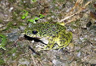 アマミイシカワガエル