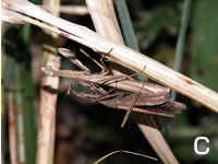 交尾中のコカマキリ
