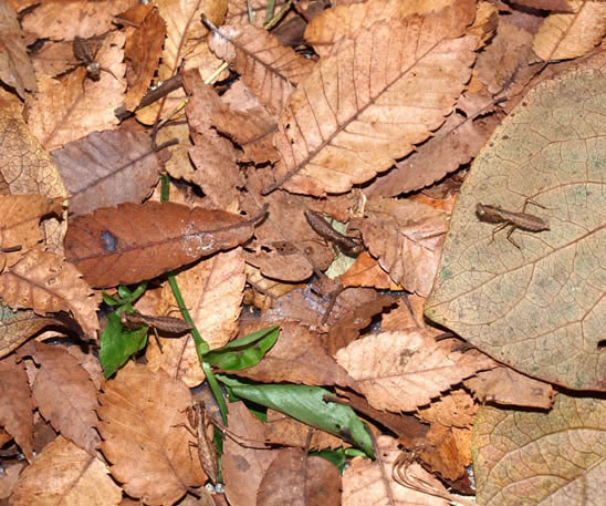 5匹のヒナカマキリ
