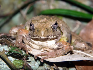 リュウキュウカジカガエルメス