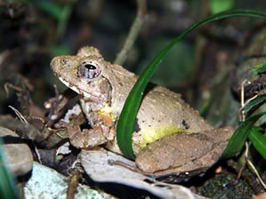 リュウキュウカジカガエルメス