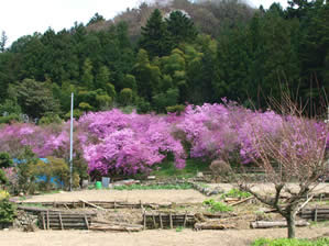 里の風景