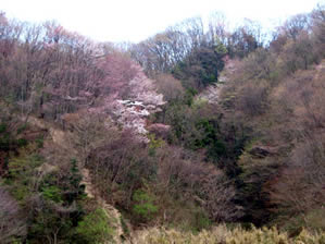 里山の風景