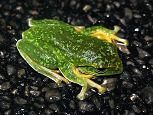 オキナワアオガエル