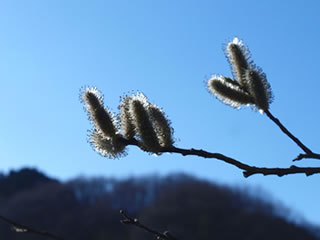 早春の横沢入2