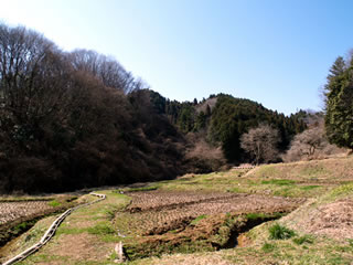 早春の横沢入3