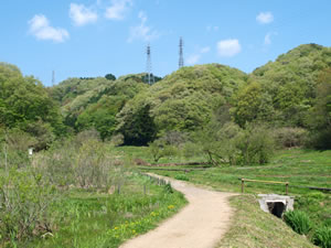 萌黄色に染まる横沢入