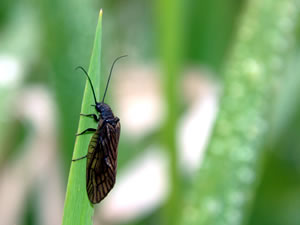 ヨシ・ガマ・ショウブに止まる成虫