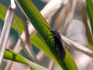 ヨシ・ガマ・ショウブに止まる成虫