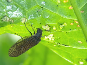 ギシギシの葉を食べる成虫