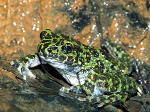 イシカワガエル