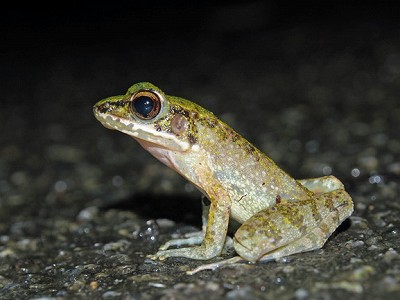 ハナサキガエル