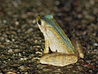 ハナサキガエル