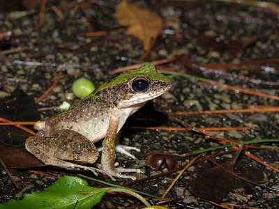 ハナサキガエル