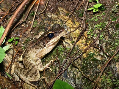 ハナサキガエル