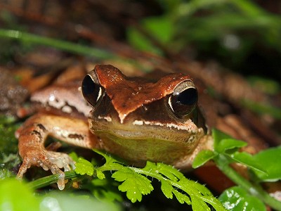 リュウキュウアカガエル