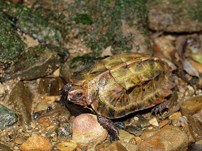 リュウキュウヤマガメ