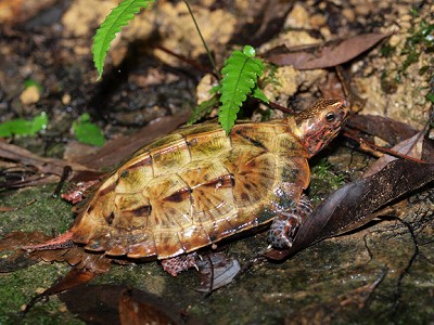 リュウキュウヤマガメ