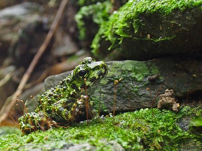 オキナワイシカワガエル