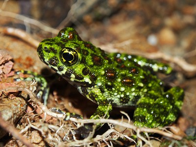 オキナワイシカワガエル