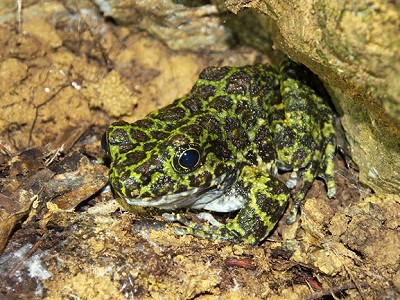 オキナワイシカワガエル