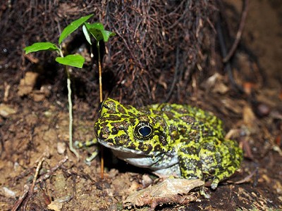 オキナワイシカワガエル