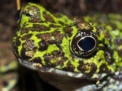 オキナワイシカワガエル