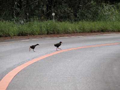 道路を横断するヤンバルクイナ