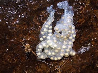 ブチサンショウウオの卵嚢