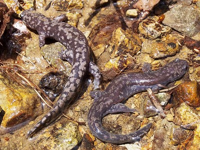 ブチサンショウウオ成体
