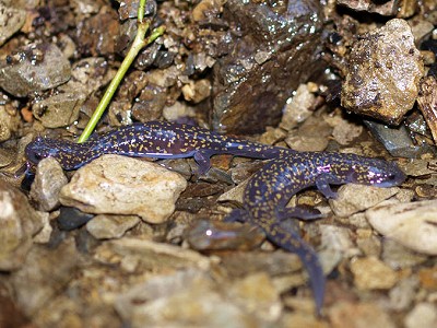 ヒダサンショウウオ成体