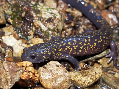 ヒダサンショウウオ成体