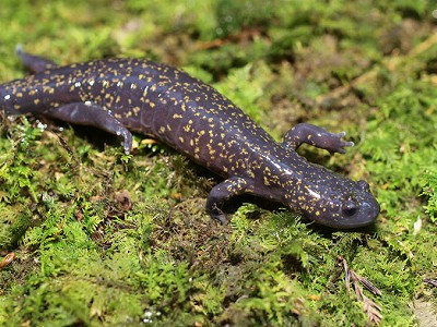 ヒダサンショウウオ成体