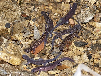ヒダサンショウウオ成体