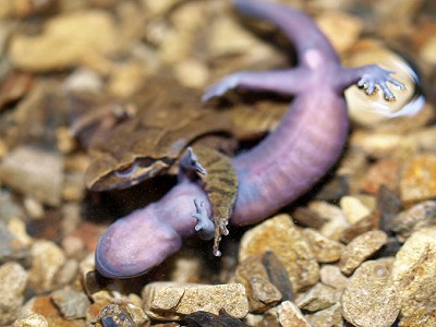 ヒダサンショウウオに抱接しているナガレタゴガエル