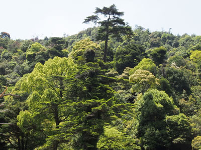 弥山原始林の樹冠
