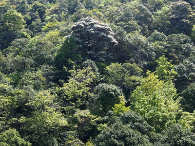 弥山原始林の樹冠