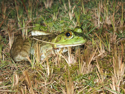 ウシガエル