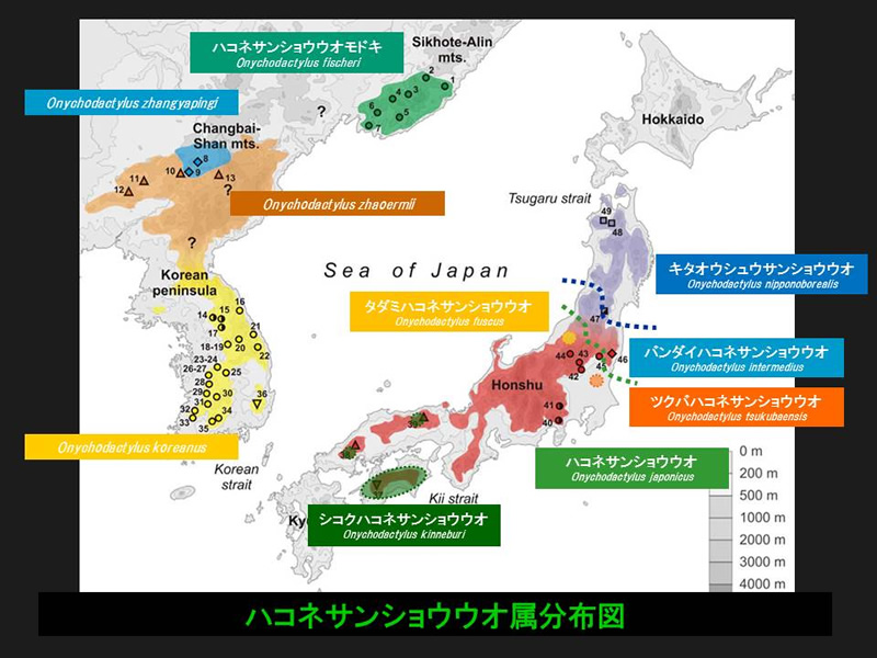 ハコネサンショウウオ属分布図